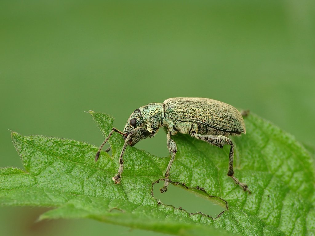 macro, insects, beetles, Pawel Bieniewski
