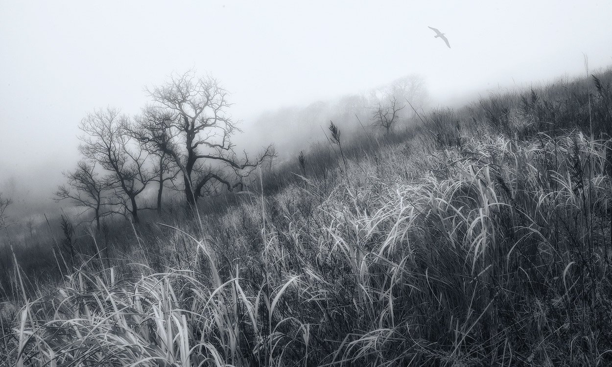 туман, птица, деревья, трава, Андрей Кровлин