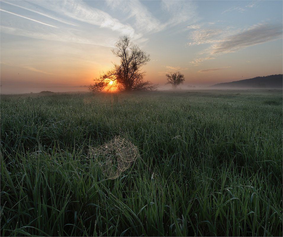 рассвет, роса, туман, паутина, Сергей