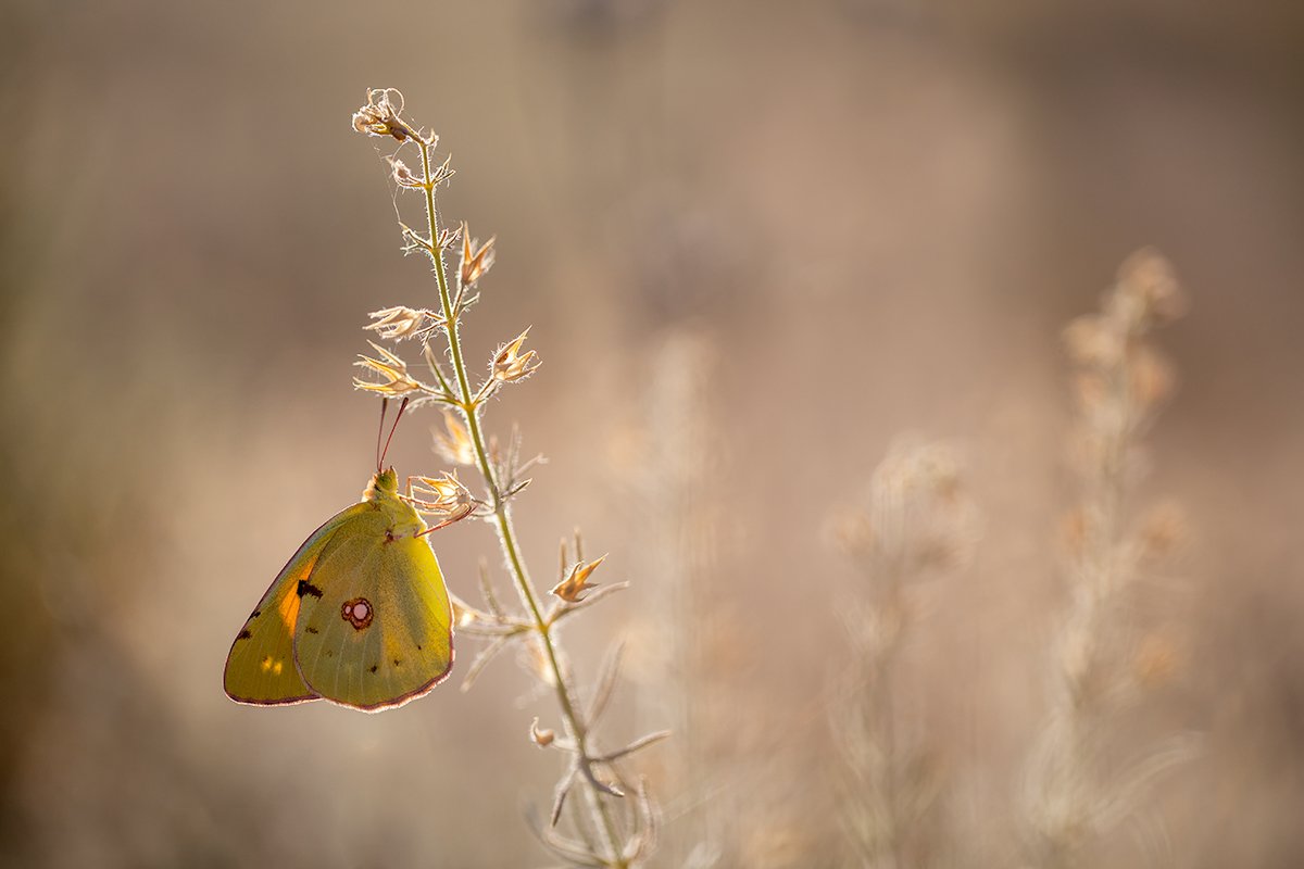 lepidoptera, canon, 100mm, l is, 5dmkii, Remus Moise