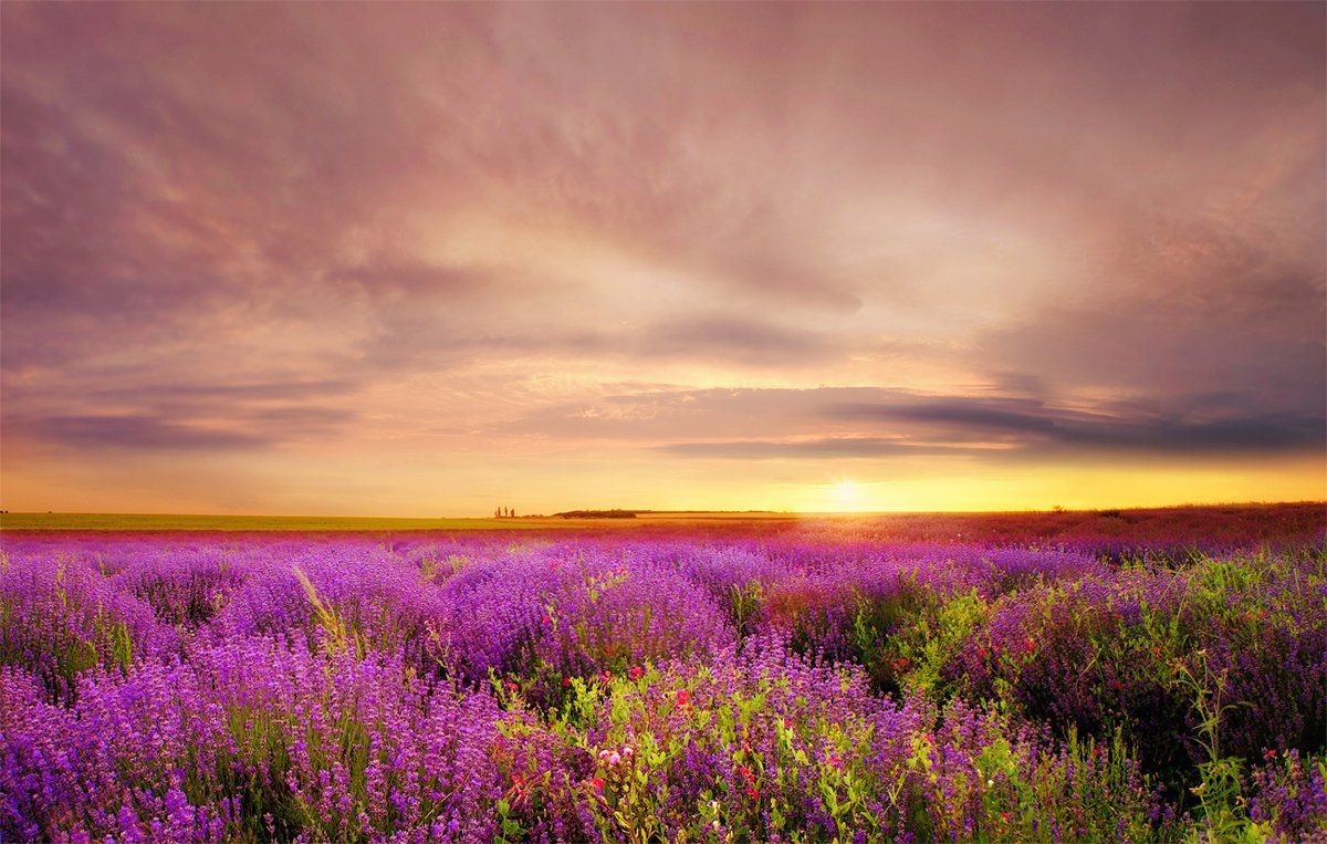 lavender, field, sunset, Albena Markova