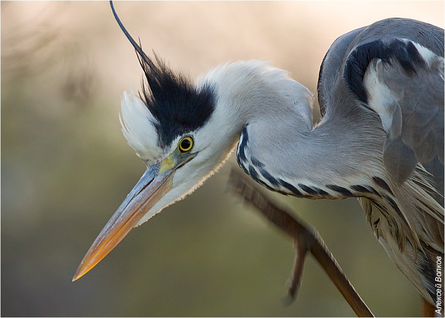 серая цапля, ardea cinerea, Алексей Волков