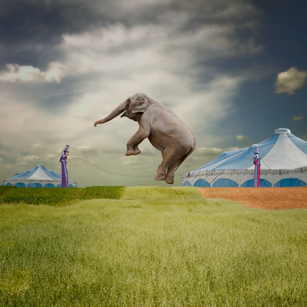 field, sky, circus, grass, green, play, elephant, clown, training, Caras Ionut