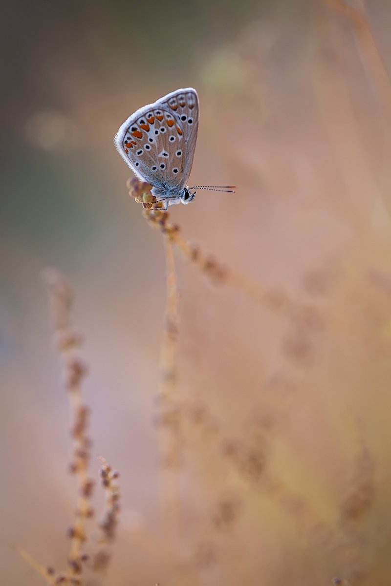 lepidoptera, canon, eos, 100mm l is, 5d mkii, Remus Moise