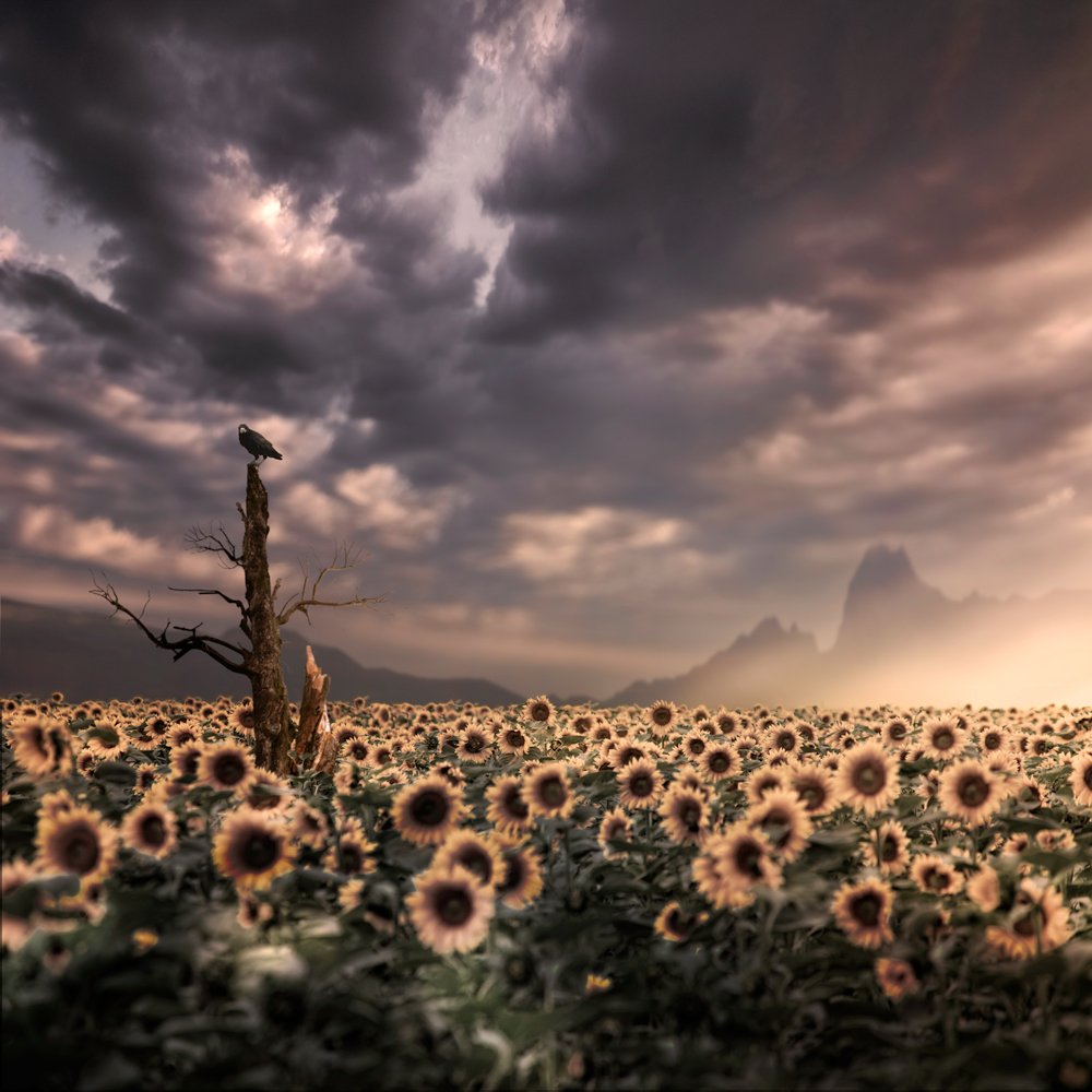reflection, light, clouds, tree, flare, crow, day, dreaming, mounting, sunflower, off, Caras Ionut