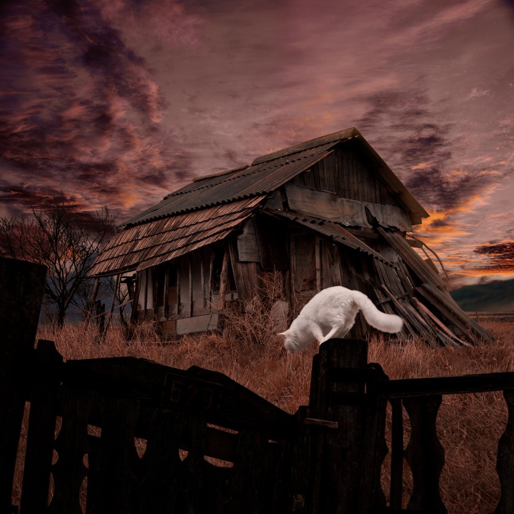 sky, red, cat, clouds, house, fence, jump, home, abandoned, drama, white cat, Caras Ionut