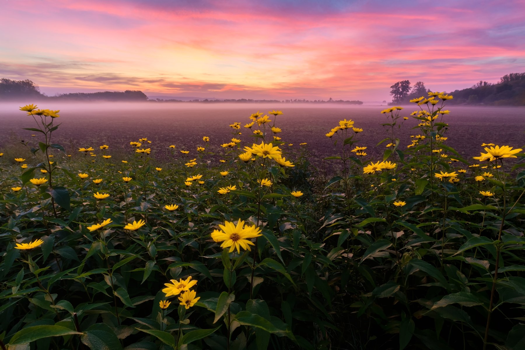 landscape, poppy, field, sunrise, fog, Petr Fiala