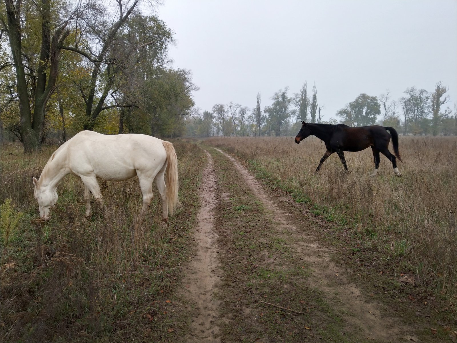 лошади,дорога,пейзаж,осень,туман,лошадь,утро,октябрь,, Сергей Богачёв