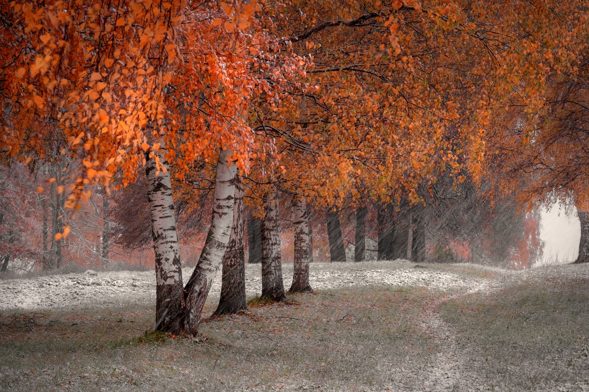 осень, конец, октябрь, снег, холод, тропинка, березы, ветер, природа, пейзаж, Андрей Чиж
