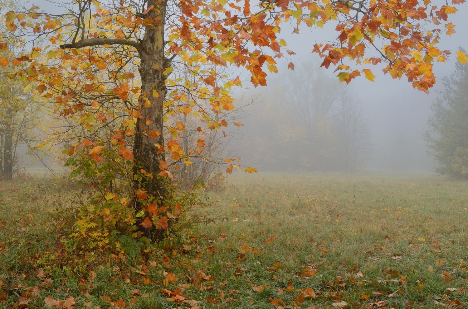 осень листва утро деревья, Александр Жарников