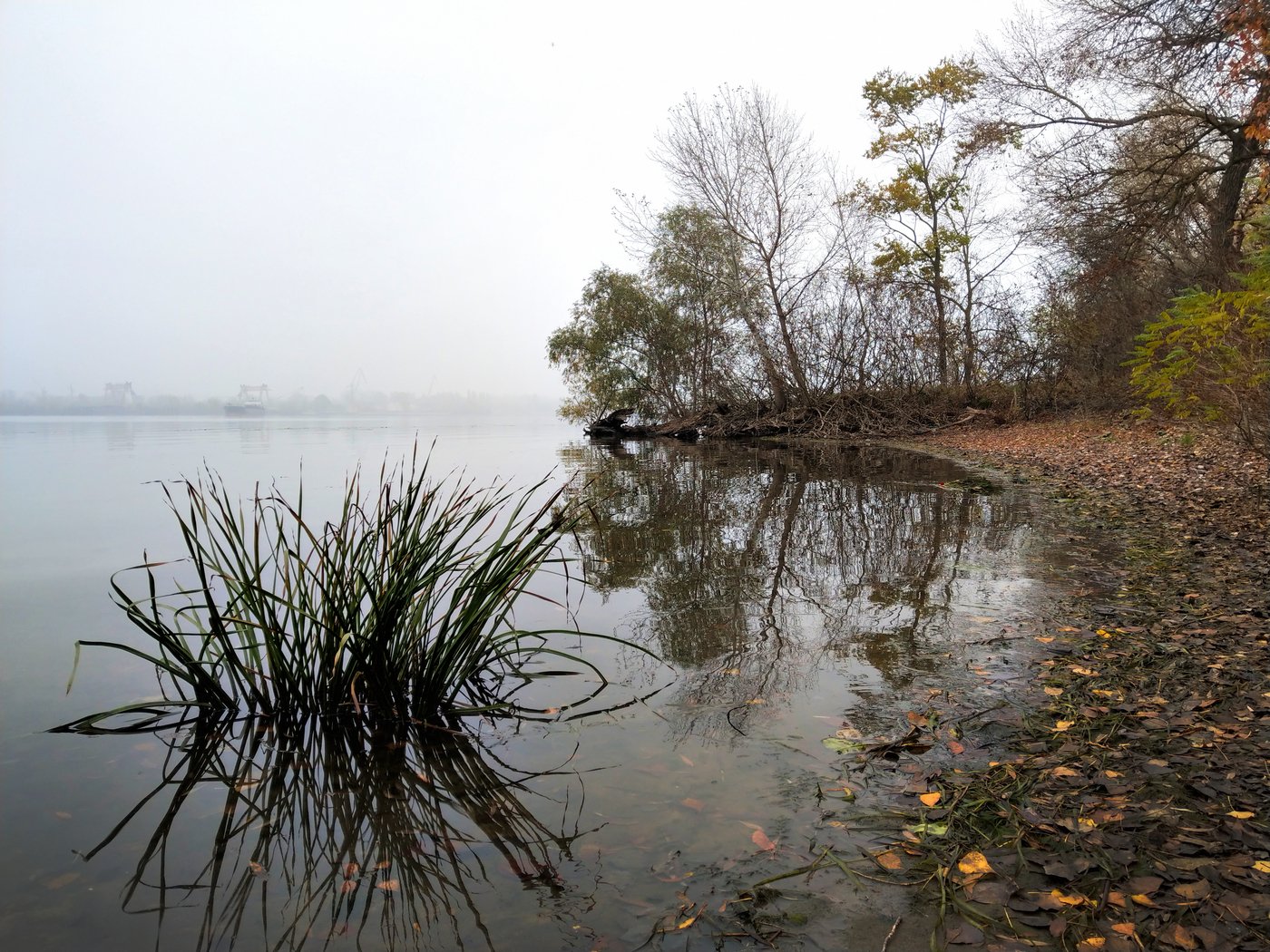 пейзаж,река,отражение,туман,берег,хортица,осень,желтые листья,вода,утро,landscape, Сергей Богачёв