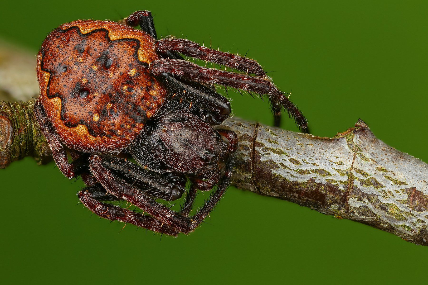 паук макро природа ветка цвет зеленый коричневый, Андрей Шаповалов