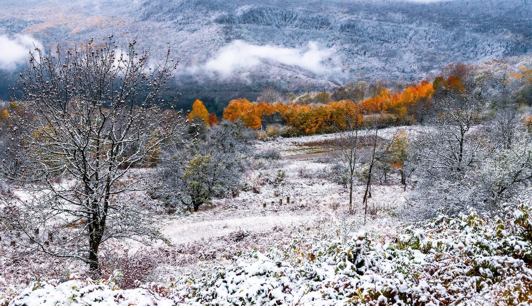 , Олег Скан