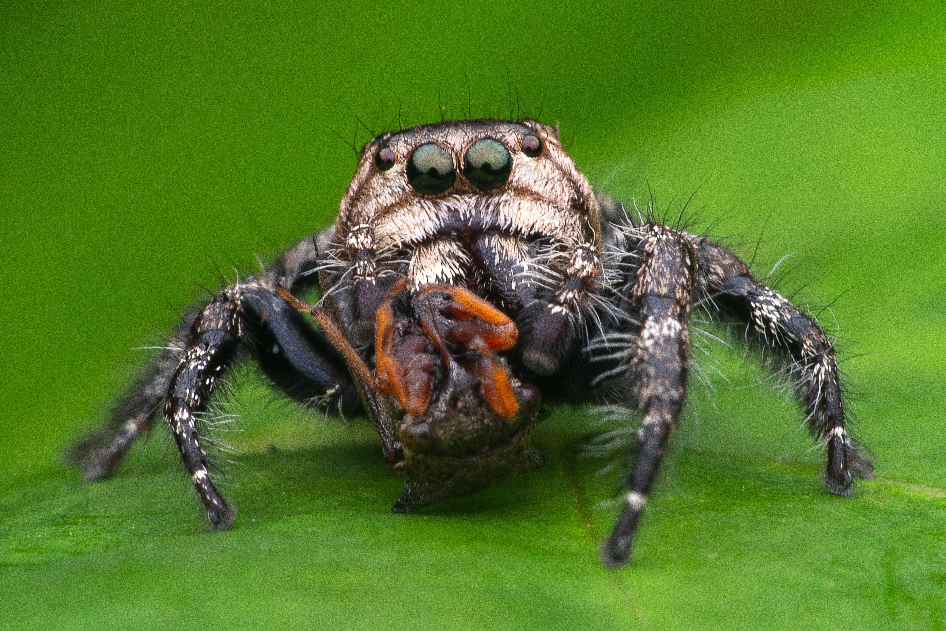 macro photography, Soujanya Bhadra