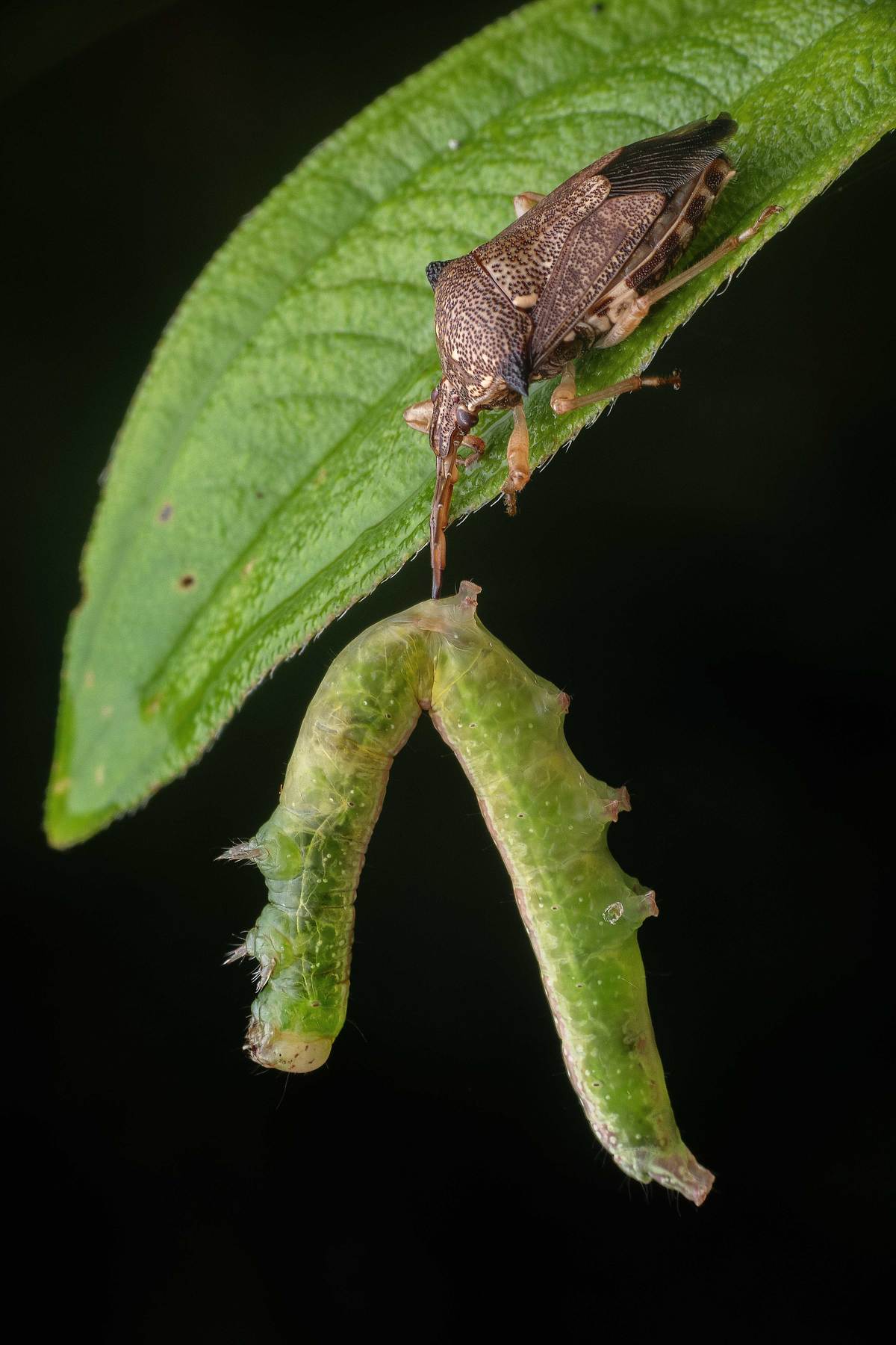 macro photography, Soujanya Bhadra