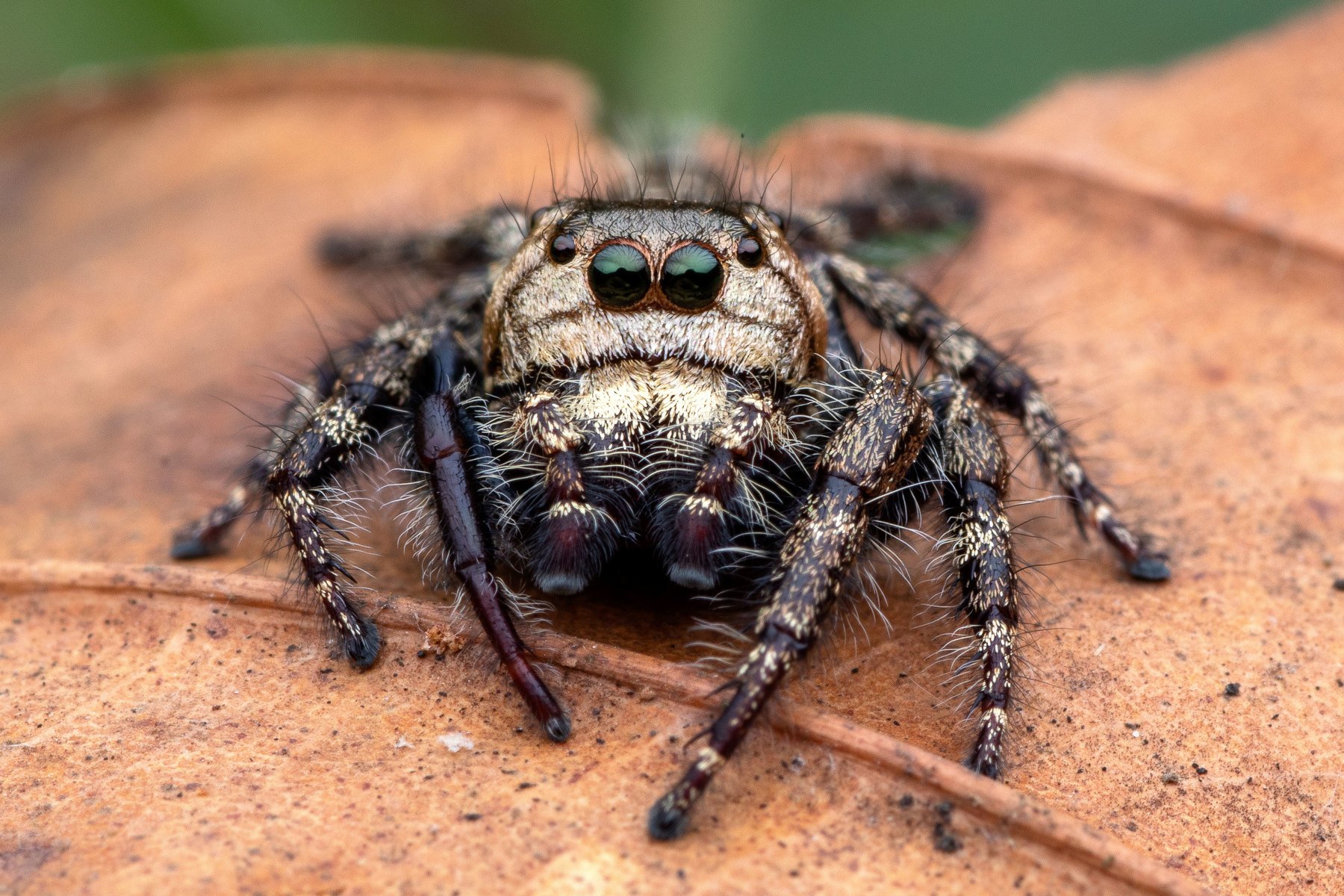 macro photography, Soujanya Bhadra