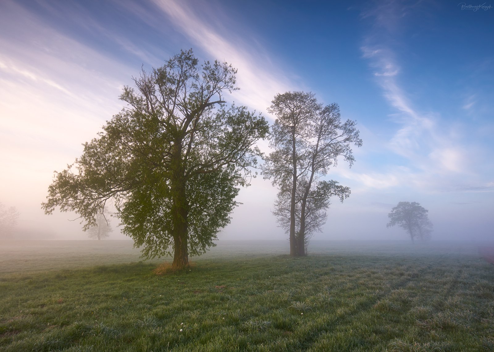 morning, spring, fog, trees, nature, Bartłomiej Kończak