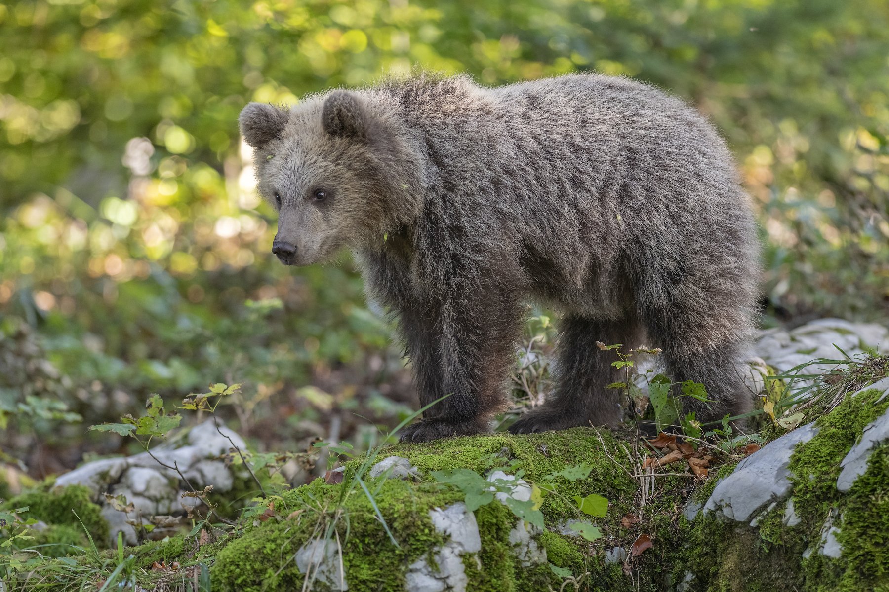 brown bear ursus arctros, Miha Mlakar