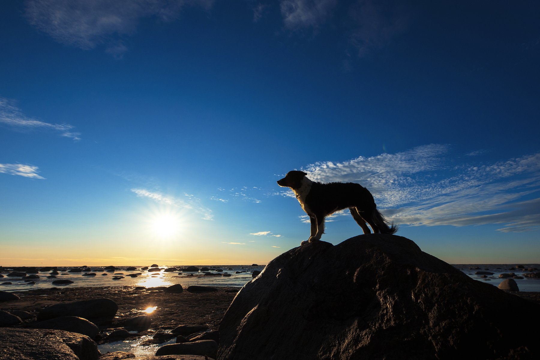 bordercollie, sunset, dog, Karina Saarestik