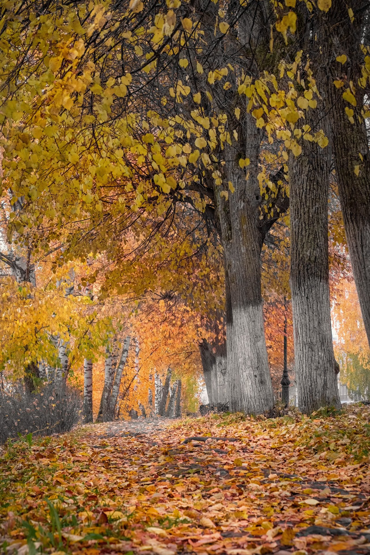 плес, осень, аллея, тропа, деревья, березы, листва, октябрь, желтый, оранжевый, туман, Андрей Чиж