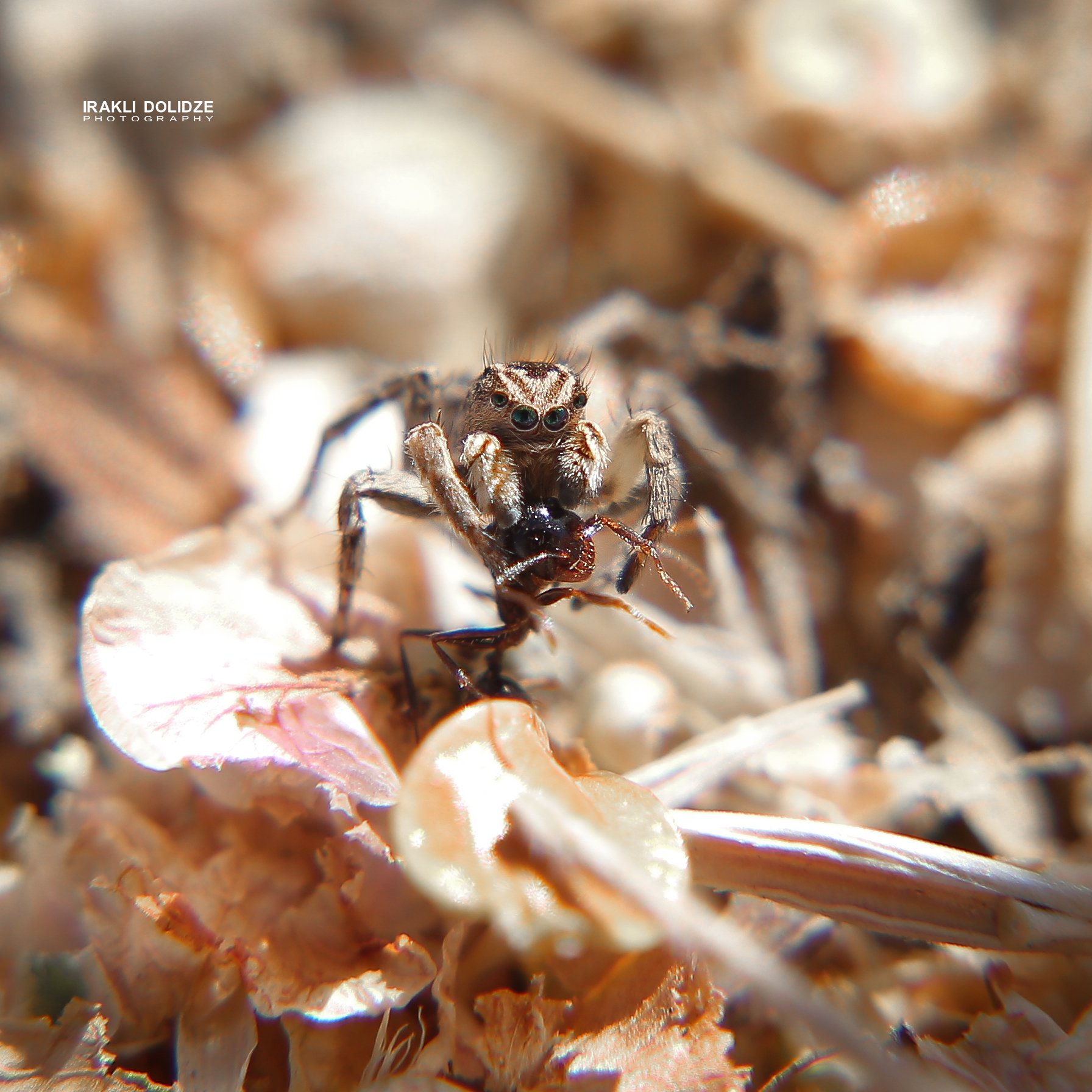 spider, ant, launch, eating, nature, outdoor, close-up, macro, photography, ირაკლი დოლიძე