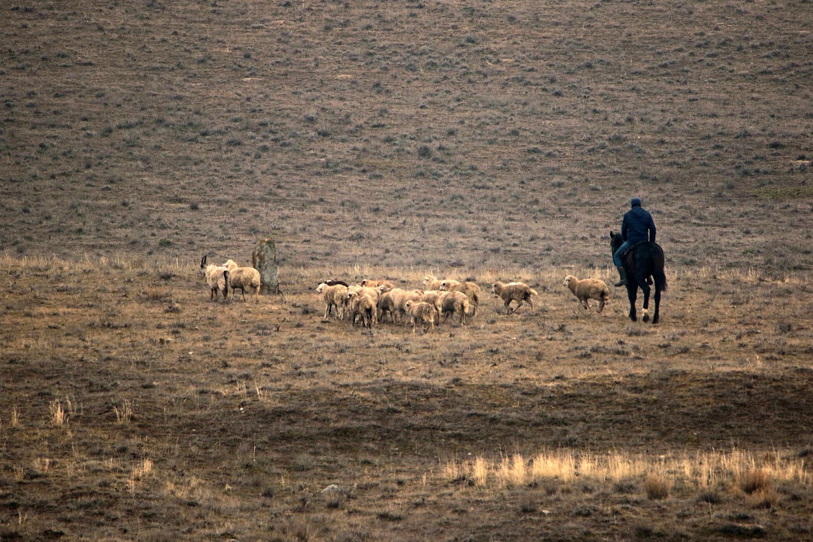овцы,пастух,степь,горы,пейзаж,горный пейзаж,весна,дагестан,северный кавказ,дагестан., Marat Magov