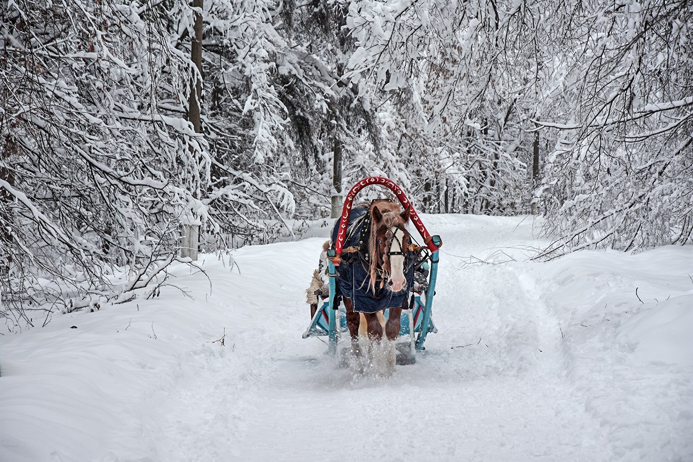 снег,зима,лошадь,природа,сани, Сергей Духанин