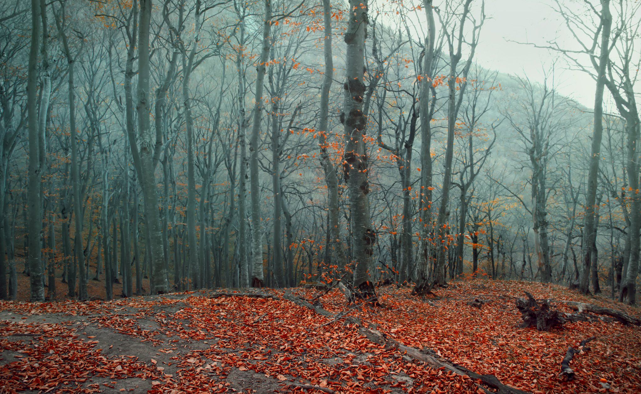 осень,горный лес,буки,пейзаж, Елена Брежицкая