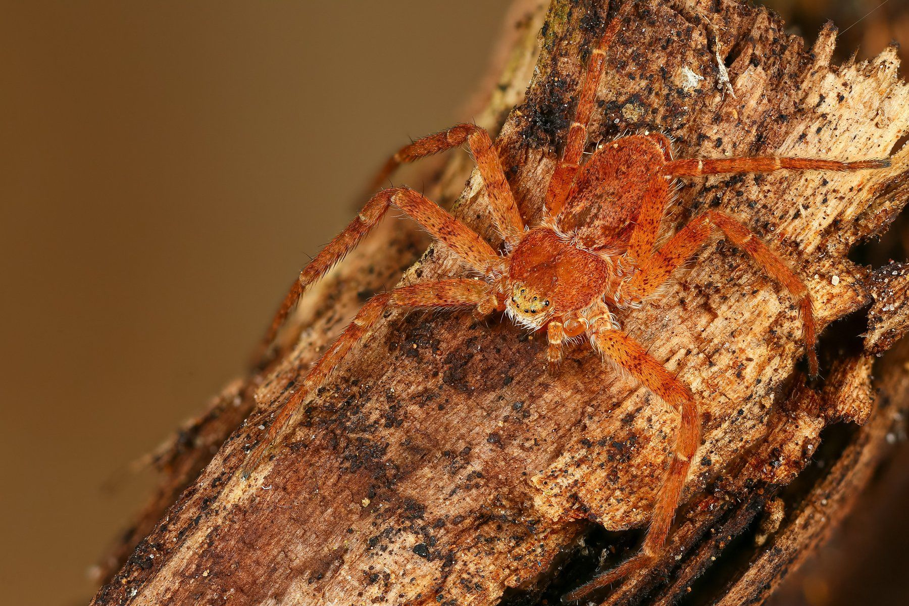 паук макро природа оранжевый цвет коричневый, Андрей Шаповалов