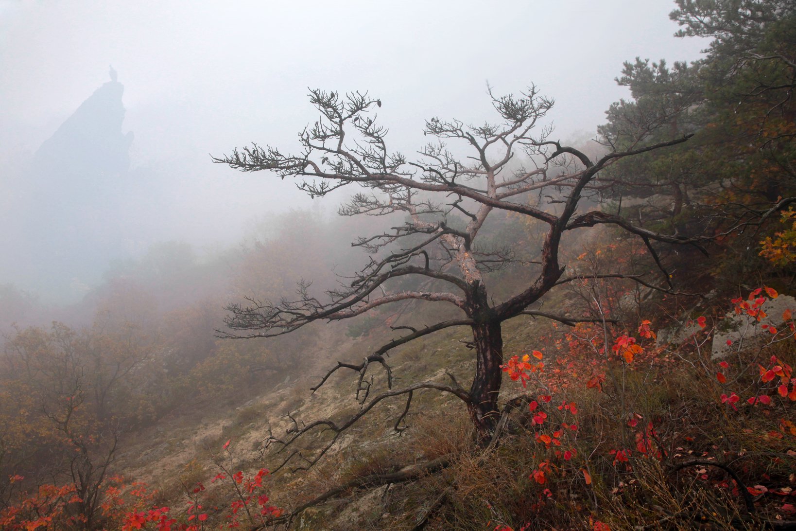 осень,пейзаж,горы,лес,природа,дагестан., Marat Magov