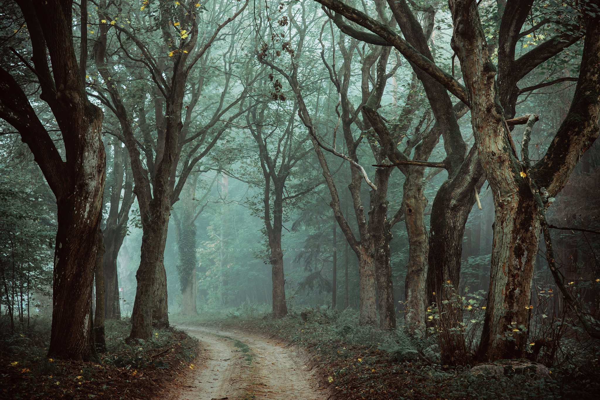 in the dark forest темный лес road mist magic trees alley dranikowski woods foggy tree, Radoslaw Dranikowski