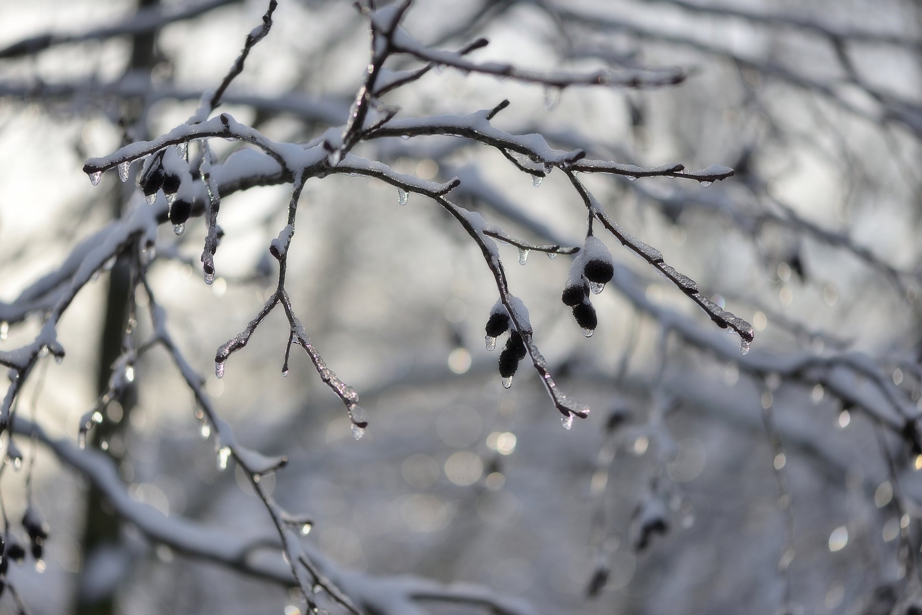 природа,осень,снег,лед,дождь, Наталия К