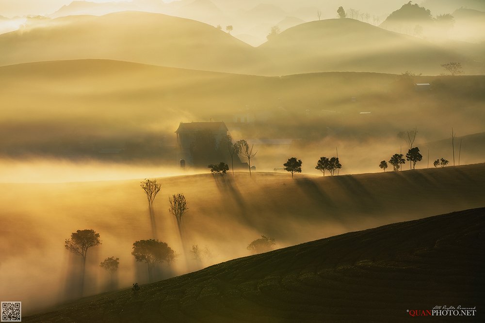 quanphoto, landscape, morning, sunshine, dawn, misty, tea, hill, mountains, highland, plateau, vietnam, quanphoto