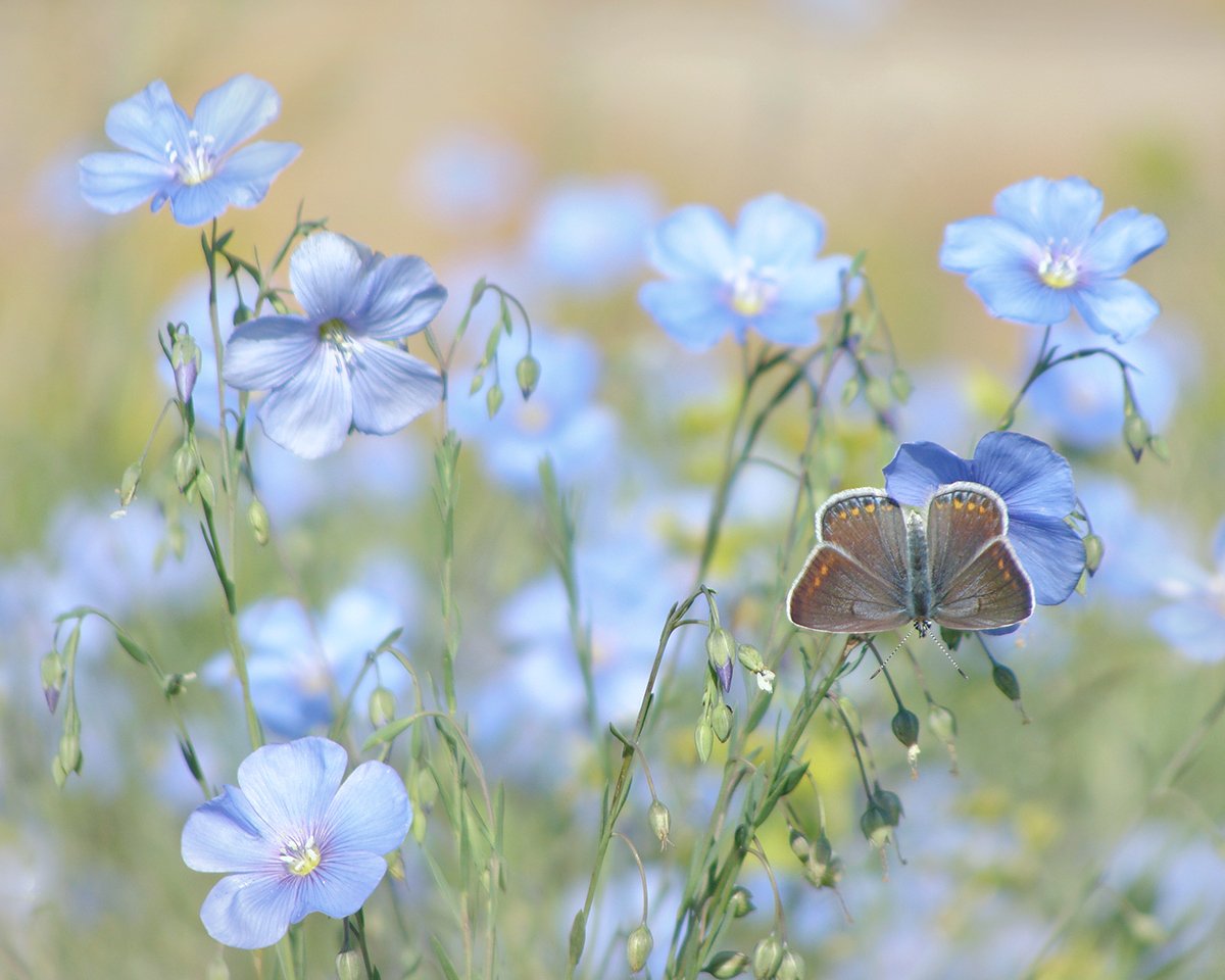 Незабудка одуванчик. Голубянка Полевая. Летние цветы. Голубые цветы. Голубые полевые цветы.