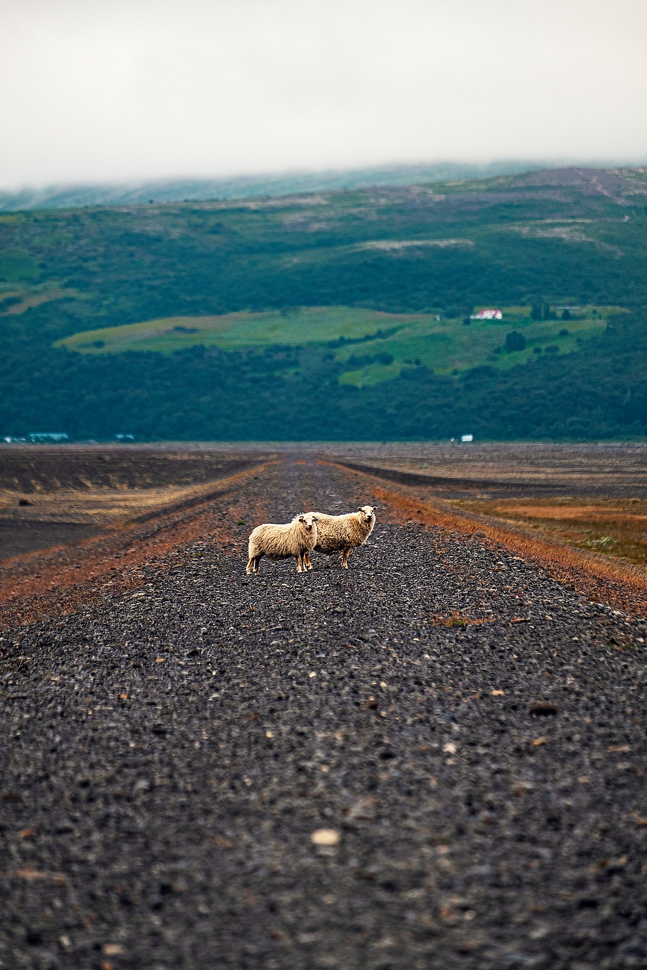 iceland, sheep, исландия, овцы, Владимир Эделев