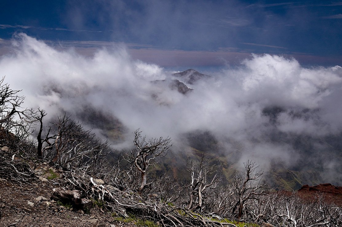 madeira, мадейра, ruivo, Капустин Николай