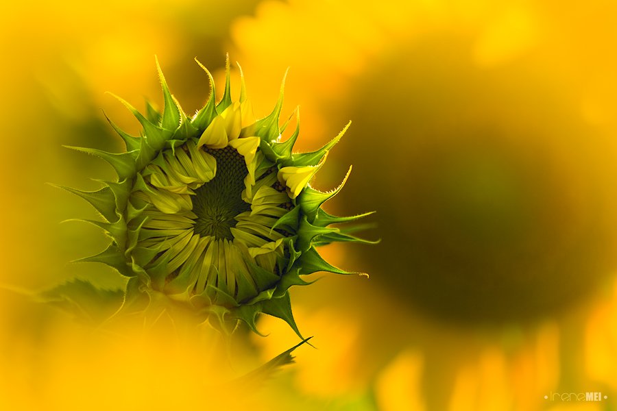 nature, canon, yellow, sunflowers, seeds, summer, sunset, Irene Mei