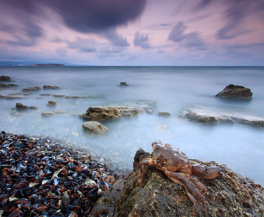 краб, черное море, болгария, закат, море,, Павел Пронин