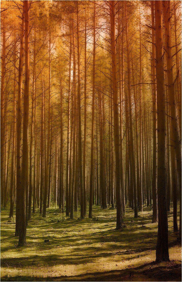 deep, forest, Аз Дмитрий