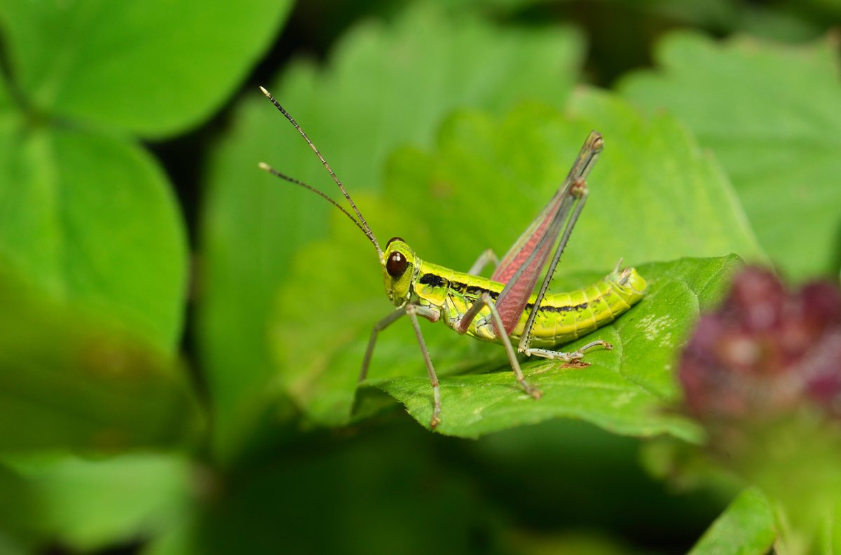 nikon, d7000, macro, close-up, nature, insect, orthoptera, enzifera, bush cricket, макро, кузнечик, насекомое, природа, Эдуард Ким