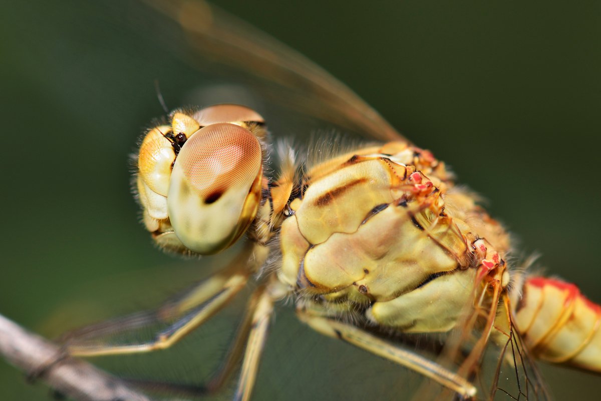 nikon, d7000, dragonfly, macro, close-up, nature, insect, odonata, стрекоза, макро, природа, насекомое, Эдуард Ким