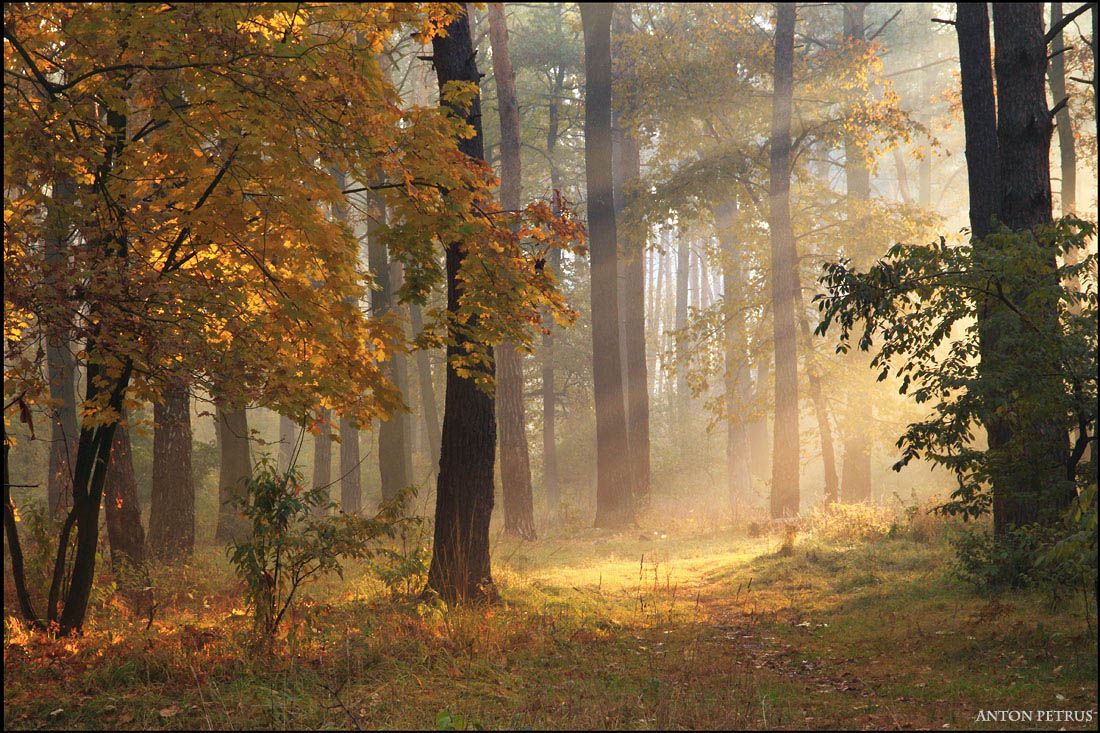 осень, лес, туман, солнце, лучи, Антон Петрусь