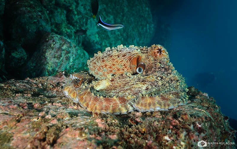underwater, marine life, behavior, octopus, sri lanka, Nadya Kulagina