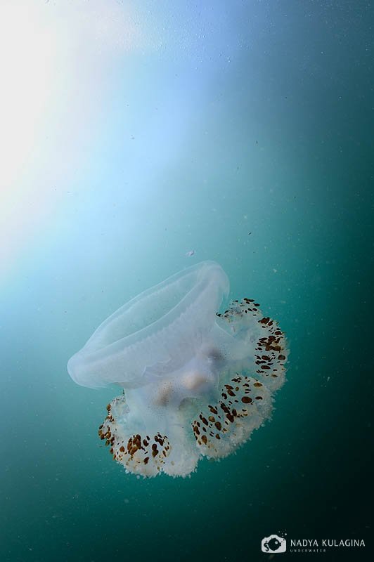 underwater, jelly fish, wide angle, sri lanka, natural light, Nadya Kulagina