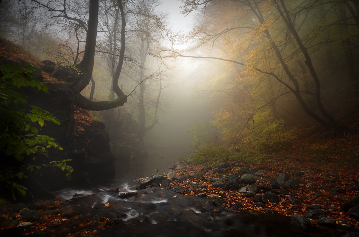 landscape nature scenery forest wood  autumn mist misty fog foggy rriver mountain staraplanina bulgaria туман лес, Александър Александров