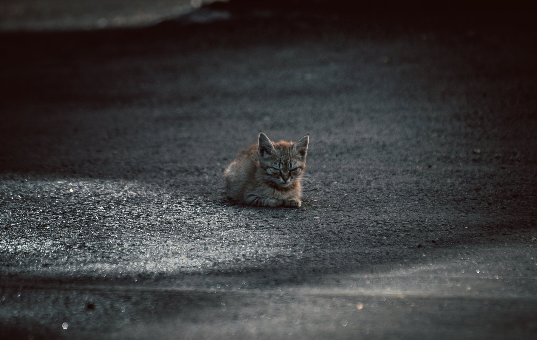 кот, коты, котэ, котёнок, кошка, кошки, Vladimir Kedrov