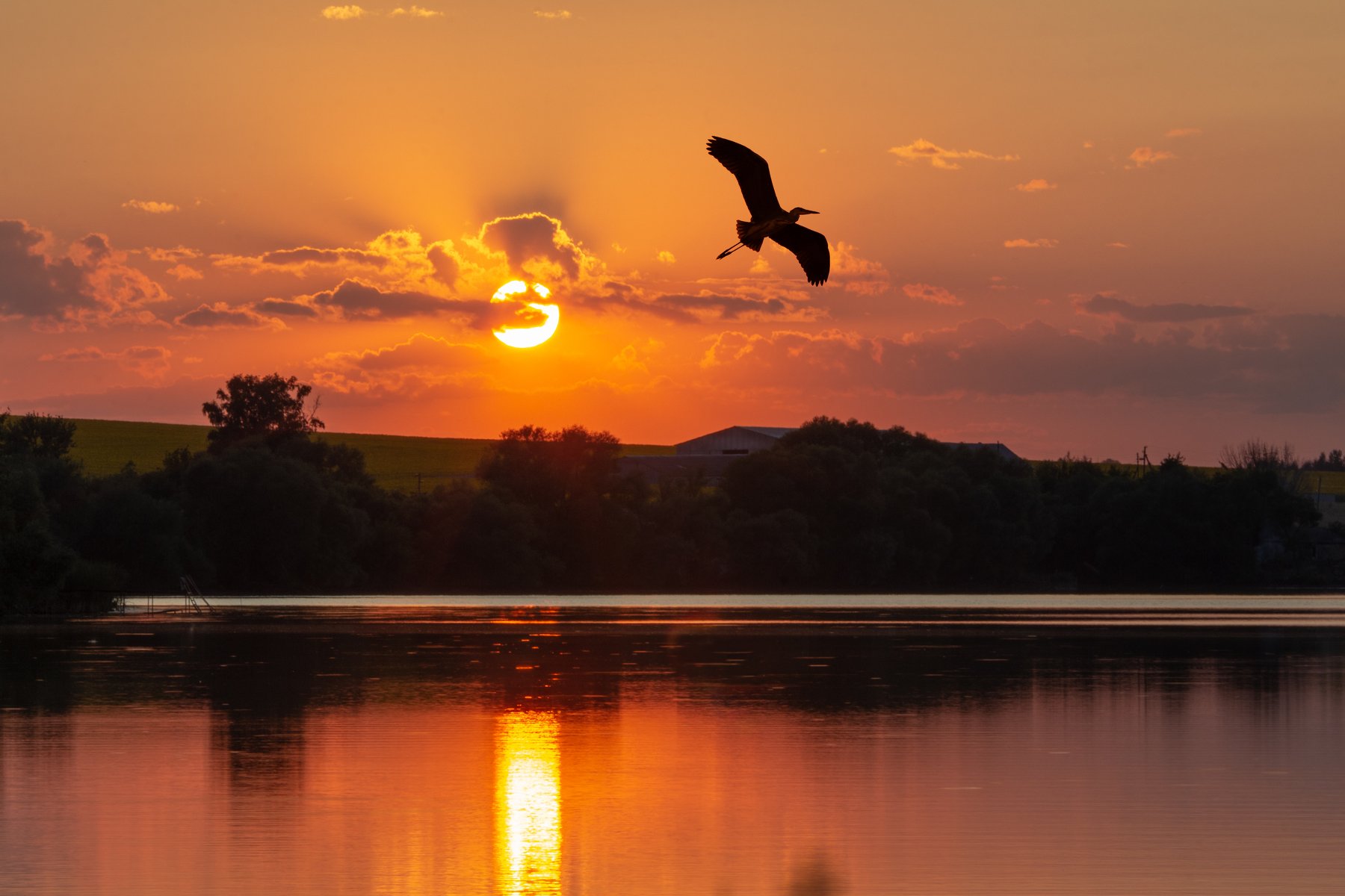 sunset bird landscape outdoors water lake reflections, Александр Хрипушин
