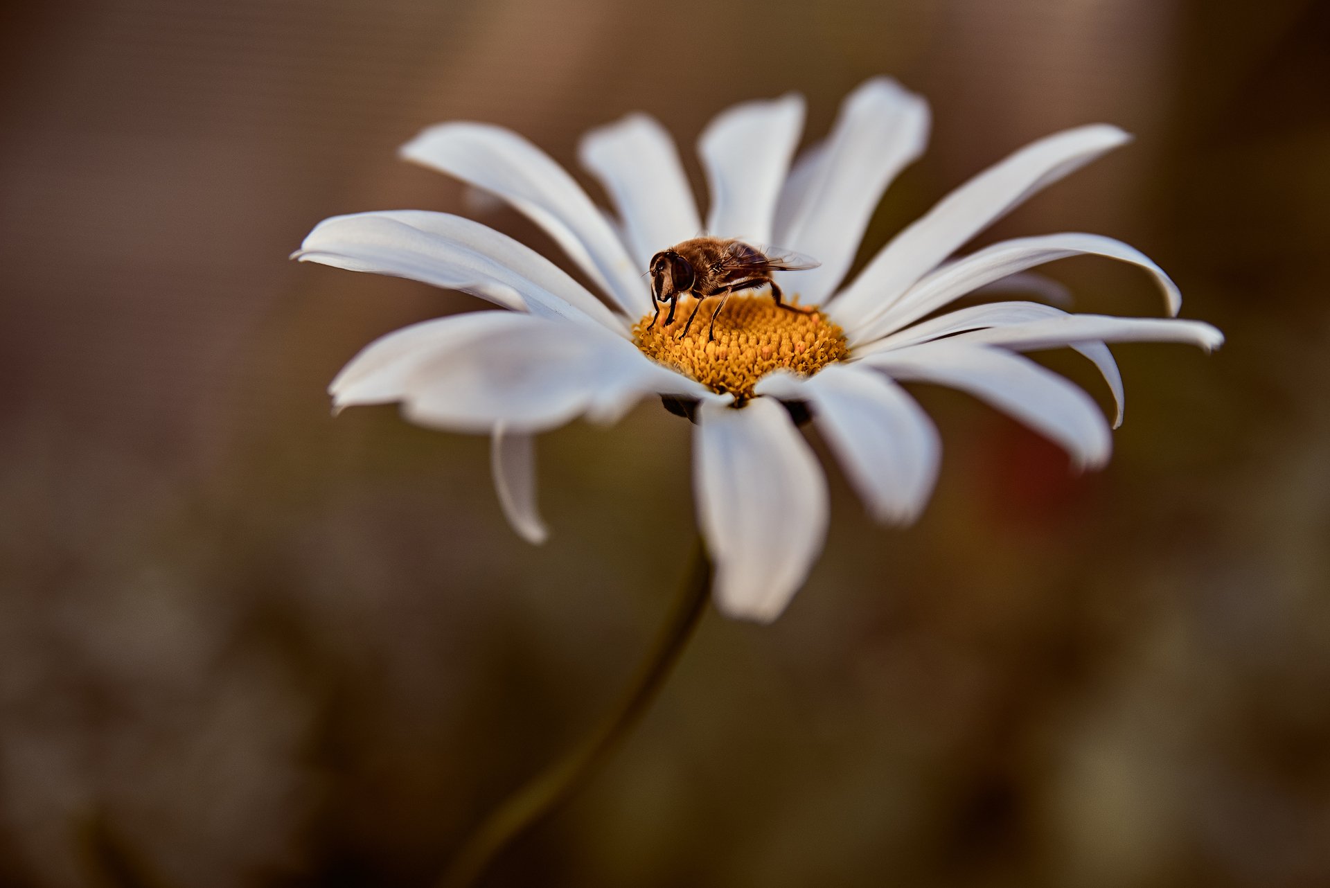 пчела, ромашка, цветок, насекомые, растения, макро, фауна, Вадим Гудков