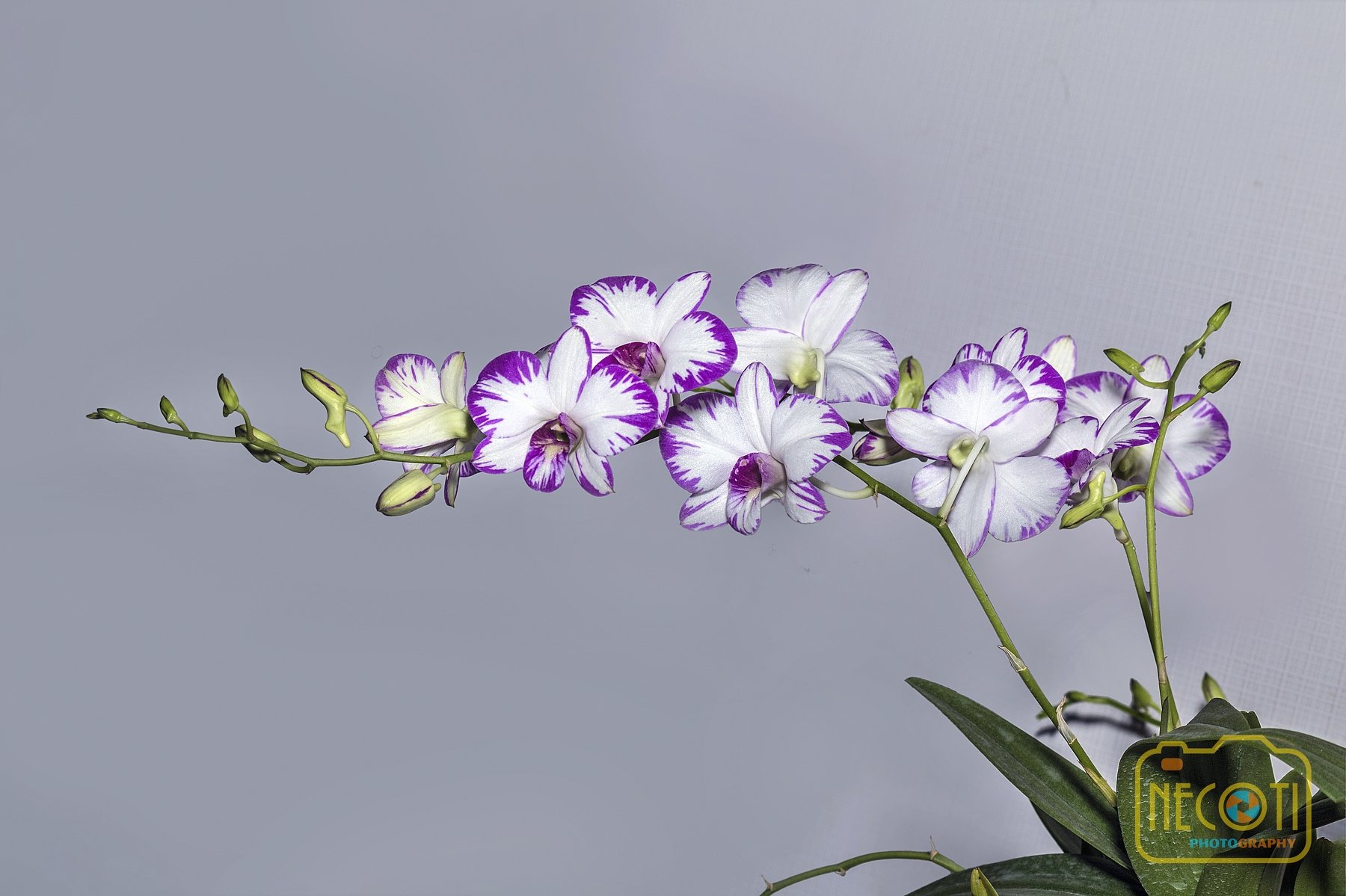 flower, orchid, beautiful, nature, bloom, NeCoTi ChonTin