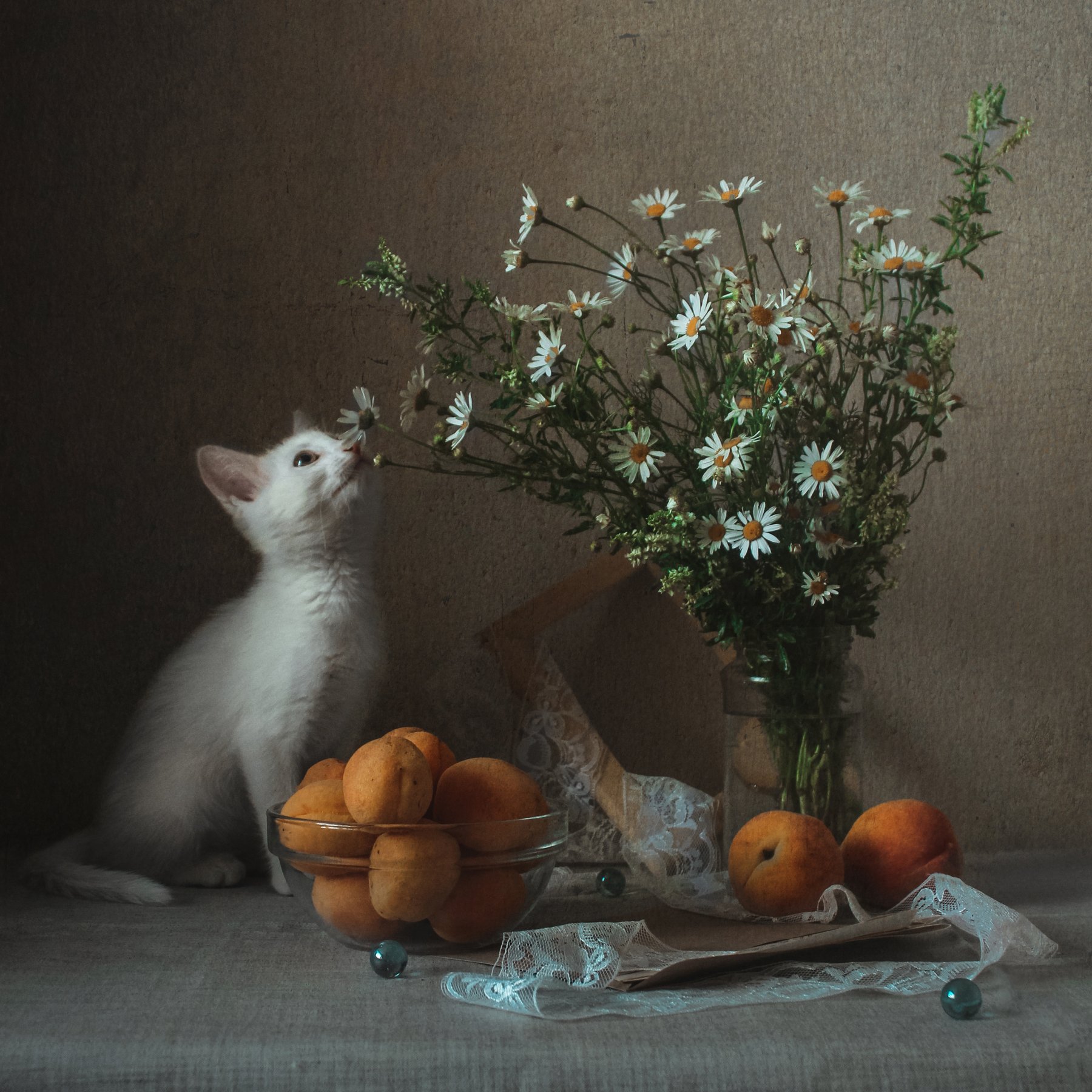 натюрморт, still life, кошка, животные, цветы, ромашка, Ольга Савостина